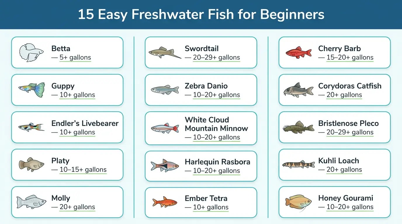 Selection of popular beginner freshwater fish including betta, guppy, platy, danio, rasbora, tetra, barb, corydoras and gourami.