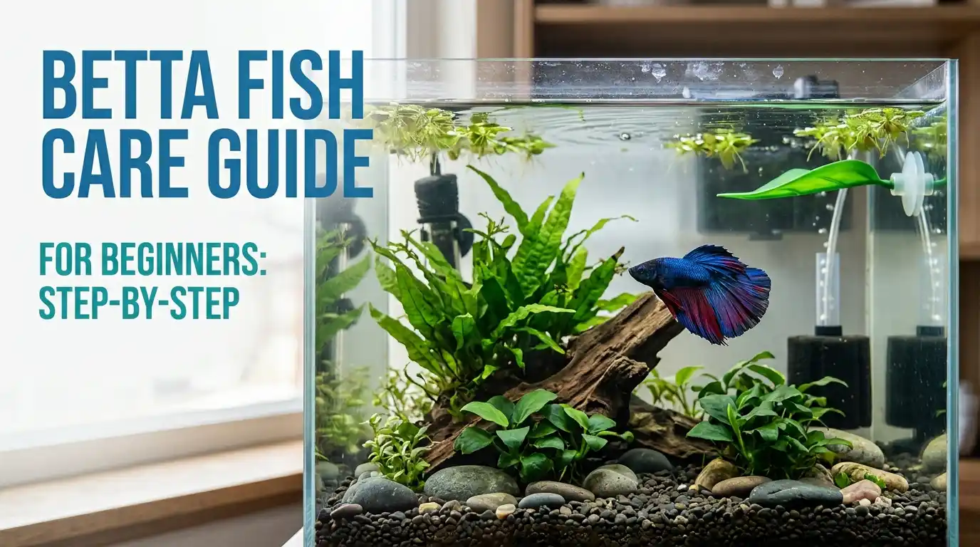 Betta Fish Care Guide For Beginners Step By Step