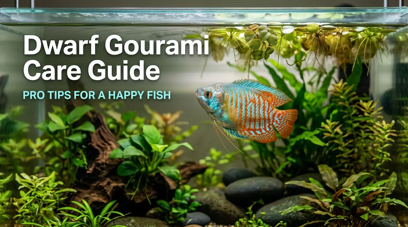 Dwarf Gourami Care Guide: Pro Tips For A Happy Fish