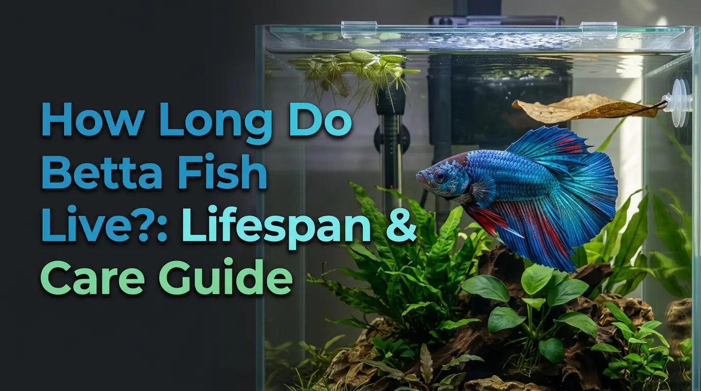 How Long Do Betta Fish Live?: Lifespan & Care Guide