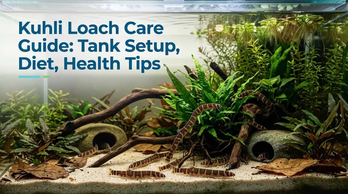 Kuhli Loach Care Guide: Tank Setup, Diet, Health Tips 2026