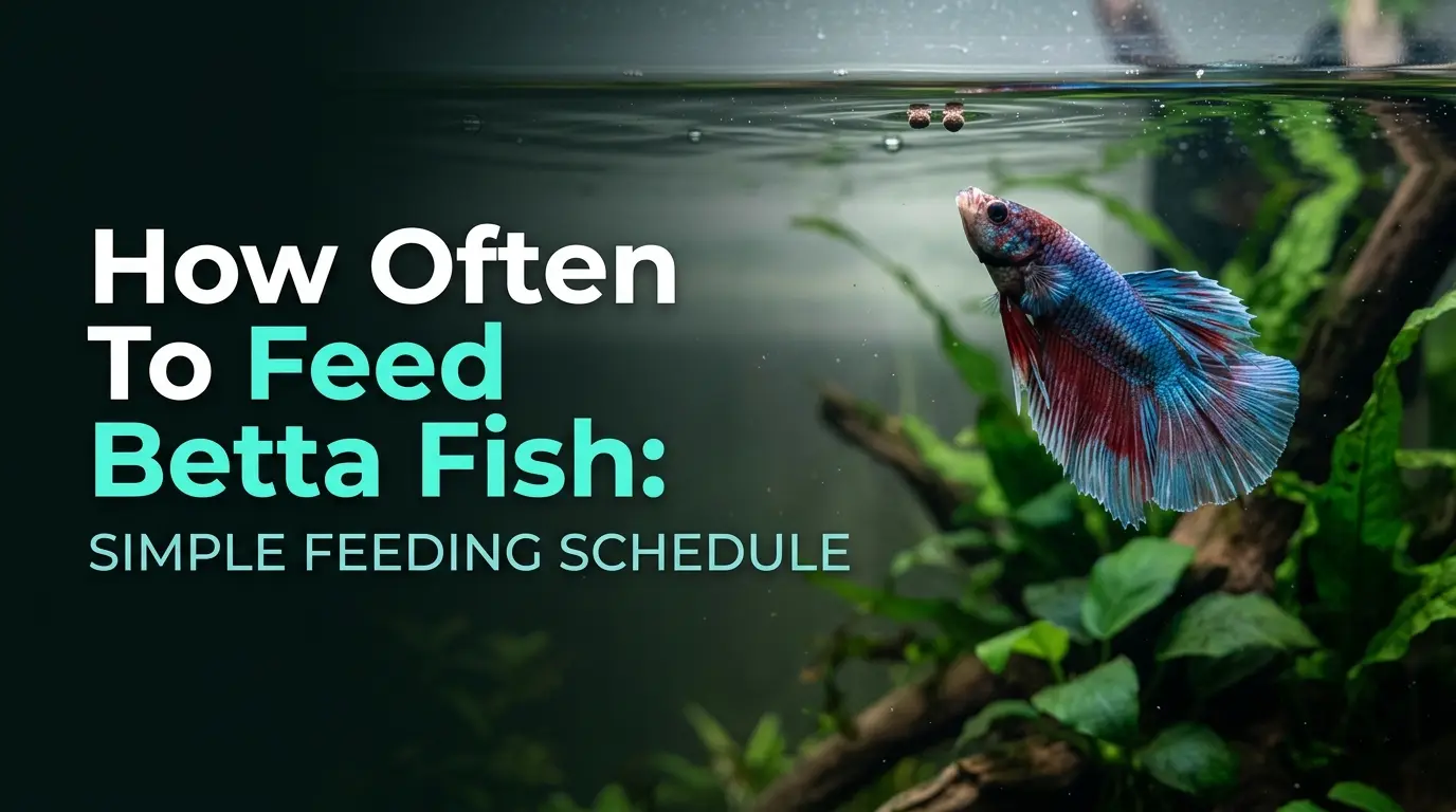 How Often To Feed Betta Fish: Simple Feeding Schedule