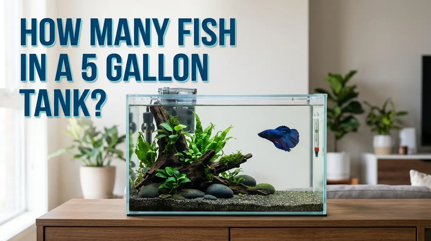How Many Fish In A 5 Gallon Tank: Safe Stocking Guide